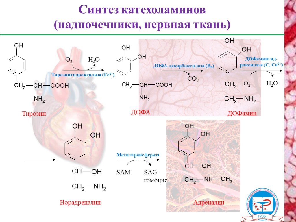 Схема синтеза дофамина