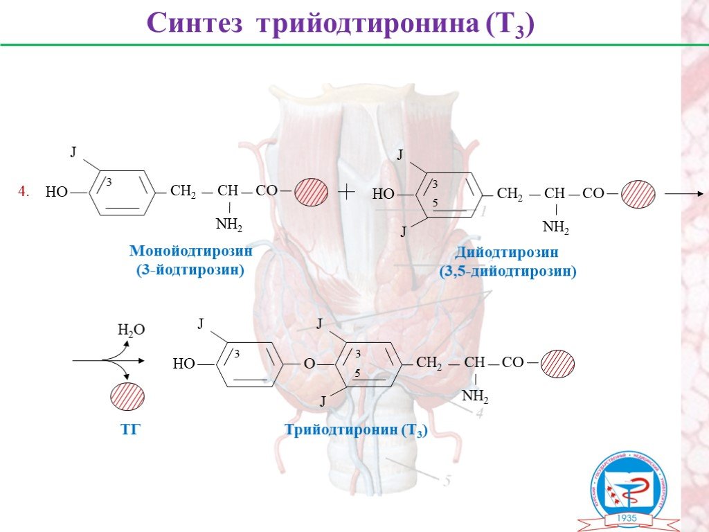 4 синтез. Синтез трийодтиронина биохимия. Синтез трийодтиронина (т3 ). Синтез тироксина биохимия. Синтез т3 и т4 биохимия.