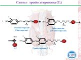 Синтез трийодтиронина (Т3). ТГ 4. Трийодтиронин (Т3)
