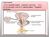 Подсказка: Жук вырабатывает крепкий раствор H2O2 . В отдельной полости накапливает фермент каталазу