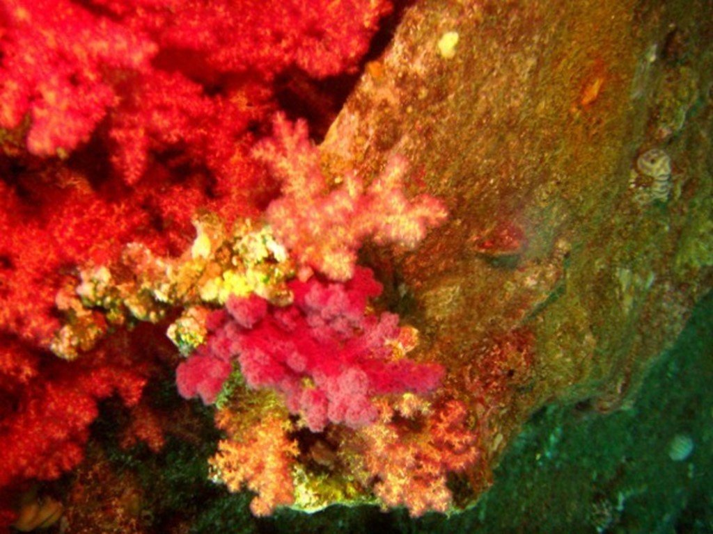 Почему водоросли красные. Каменный коралл красное море. Полипы красного моря. Водоросли красного моря. Красная водоросль Bangiomorpha,.