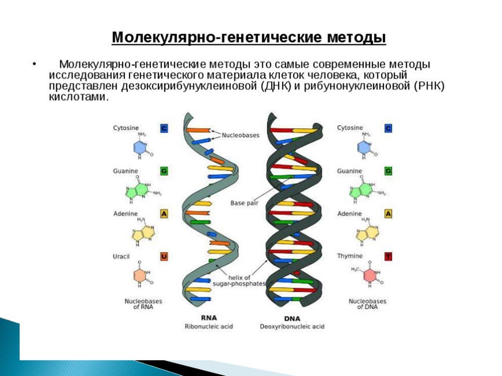 Одно из составляющих днк. Схема строения ДНК генетика. Состав нуклеиновых кислот схема. Схема строения ДНК И РНК. Схема отличий ДНК И РНК.
