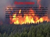 Лесные пожары. Особенности климата Саратовской области таковы, что в летний период вследствие засух в большинстве районов возникает высокая пожарная опасность. Лесные пожары наносят непоправимый ущерб окружающей природной среде, поэтому необходимо прилагать все усилия, чтобы предотвращать их.