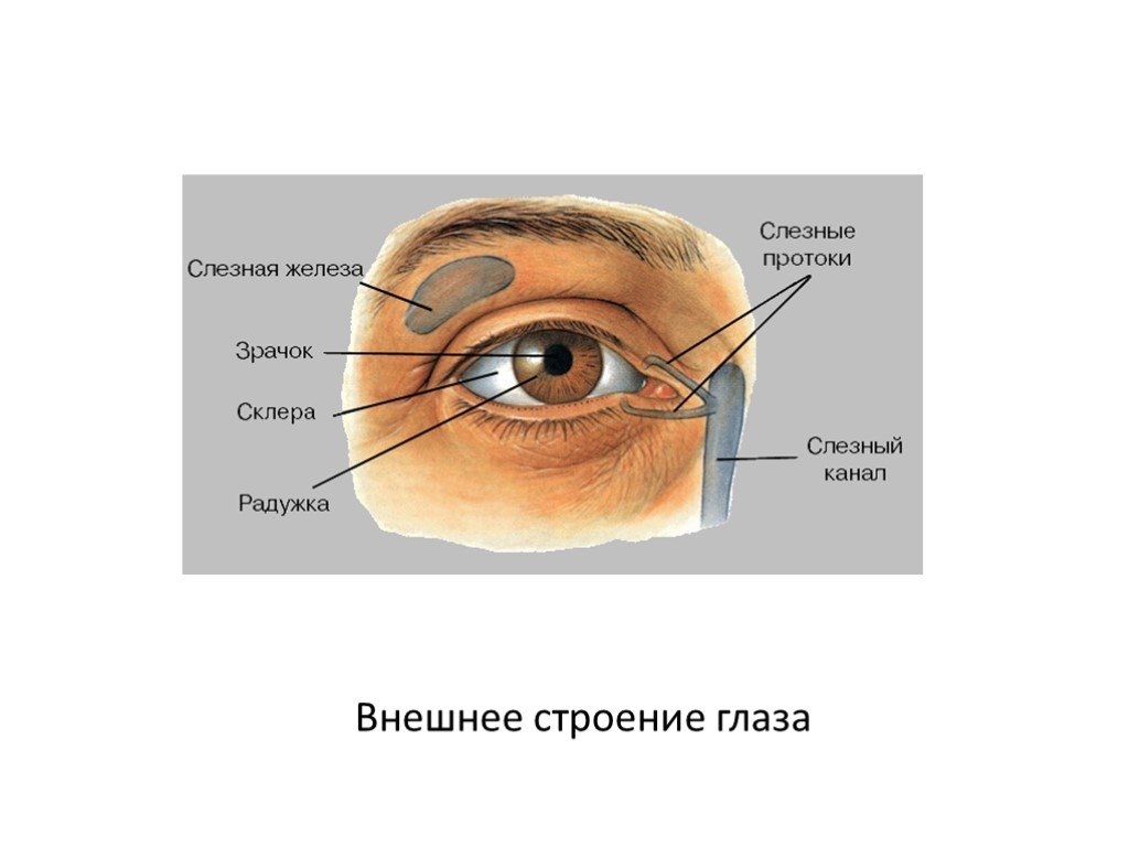 Где слезные железы. Строение слезной железы глаза человека. Слёзная железа анатомия. Строение глаза слезная железа. Строение слезных протоков глаза.