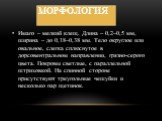 Имаго – мелкий клещ. Длина – 0,2–0,5 мм, ширина – до 0,18–0,38 мм. Тело округлое или овальное, слегка сплюснутое в дорсовентральном направлении, грязно-серого цвета. Покровы светлые, с параллельной штриховкой. На спинной стороне присутствуют треугольные чешуйки и несколько пар щетинок. Морфология