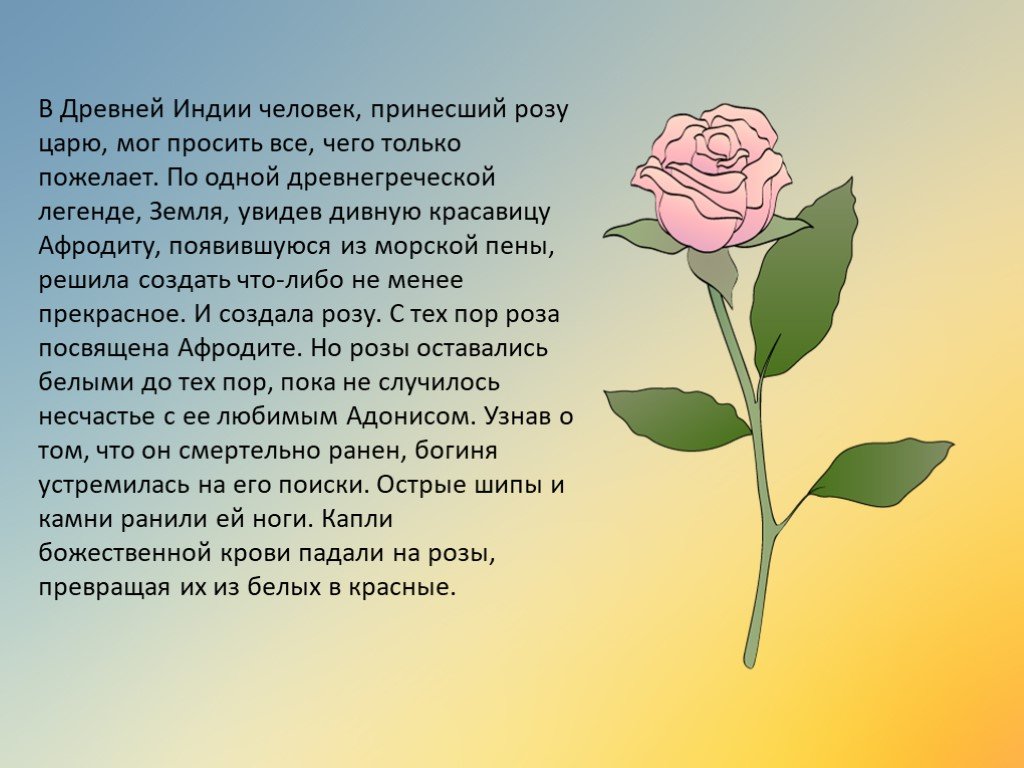 Говорящие цветы рассказ. Описание цветка розы. Сообщение о Розе. Рассказ описание про розу.