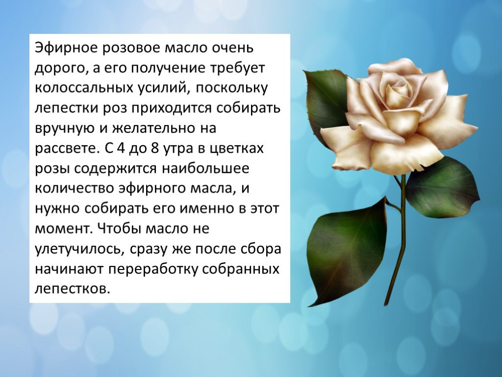 Текст розочка. Доклад о Розе. Интересный факт про рощу. Описание цветка розы.