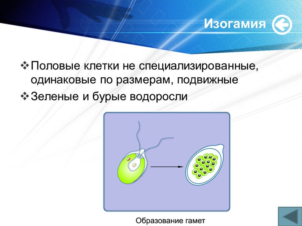 Изогамия. Изогамия примеры. Изогамия анизогамия оогамия. Изогамия у водорослей.