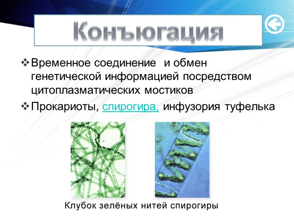 Временное соединение. Конъюгация это в биологии. Конъюгация спирогиры. Процесс конъюгации у водорослей. Конъюгация спирогиры этапы.