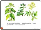 Рис.42. Растения-азотолюбы: 1 – крапива двудомная; 2 – лопух паутинистый; 3 – таволга вязолистная
