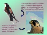 Одной из самых быстро летных птиц считается иглохвостый стриж, летящий со скоростью 50 м/ секунду(около 200 км/час). Пикируя на добычу, сокол – сапсан мчится со скоростью около 350 км/час.