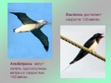 Альбатросы могут лететь при попутном ветре со скоростью 100 км/час. Ласточки достигают скорости 120 км/час.