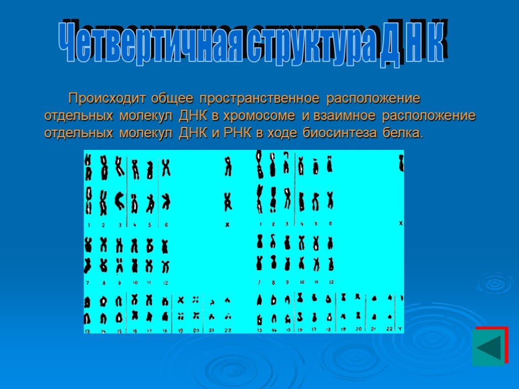 Биополимеры биология презентация