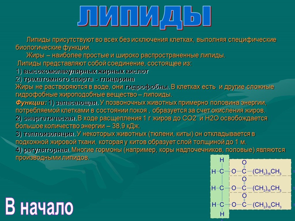 Липиды презентация 9 класс по биологии