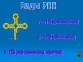 р – РНК (рибосомная). Виды Р Н К. т – РНК (транспортная). и – РНК (информационная, матричная)