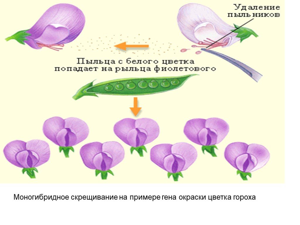 Моногибридное скрещивание горох. Моногибридное скрещивание гороха. Пример скрещивания на горохе. Чистая линия Мендель. Моногибридное скрещивание цветы.