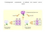 Анализирующее скрещивание на примере гена окраски цветка гороха