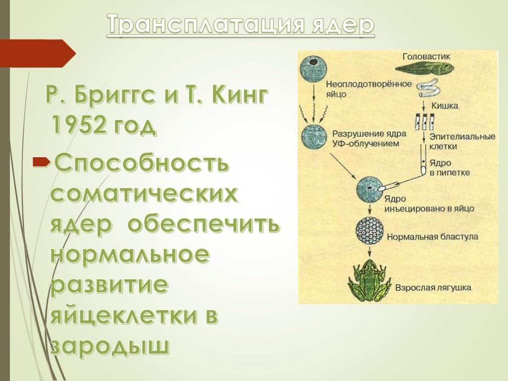 Презентация биотехнологии 11 класс презентация