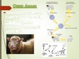 Овца Долли. Донорная клетка- клетка молочной железы овцы породы Финский дорсет