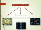 Биоинжениринг. Клеточная Хромосомная Генная