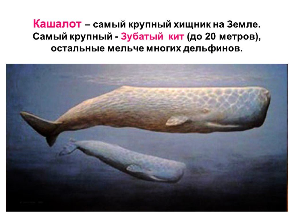 Кошелот. Самый крупный зубатый кит. Кашалот хищник самый крупный. Кашалот самый. Вес кита кашалота.