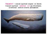 Кашалот – самый крупный хищник на Земле. Самый крупный - Зубатый кит (до 20 метров), остальные мельче многих дельфинов.