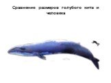 Сравнение размеров голубого кита и человека