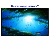 Кто в море живёт?