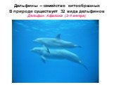 Дельфины – семейство китообразных В природе существует 32 вида дельфинов Дельфин Афалина (3-4 метра)