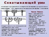 С х в а т ы в а ю щ и й узел используют при движении по закрепленной веревке, при организации самостраховки, при закреплении вспомогательной веревки на основной. Техника Вязания. Вяжут схватывающий узел петлей (рис. а) и свободным концом (рис.б). После завязывания узел расправляют. В работе следят, 