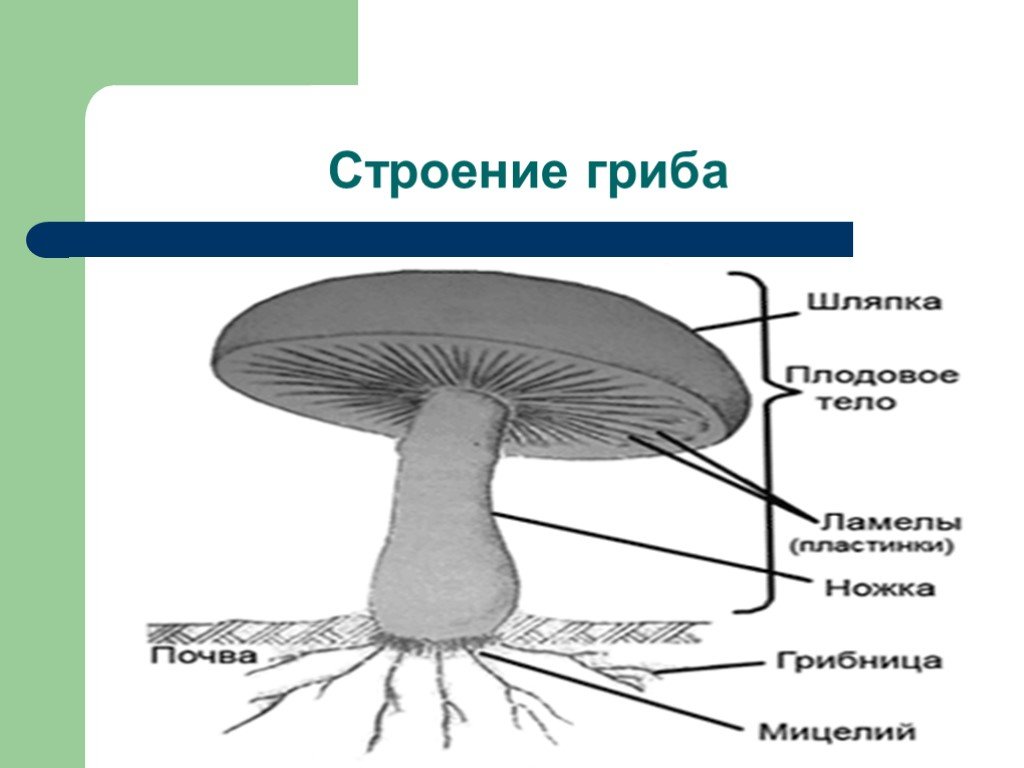 Каковы особенности строения тела гриба. Схема строения гриба. Строение пластинчатого гриба. Части шляпочного гриба. Строение шляпочного гриба шампиньона.