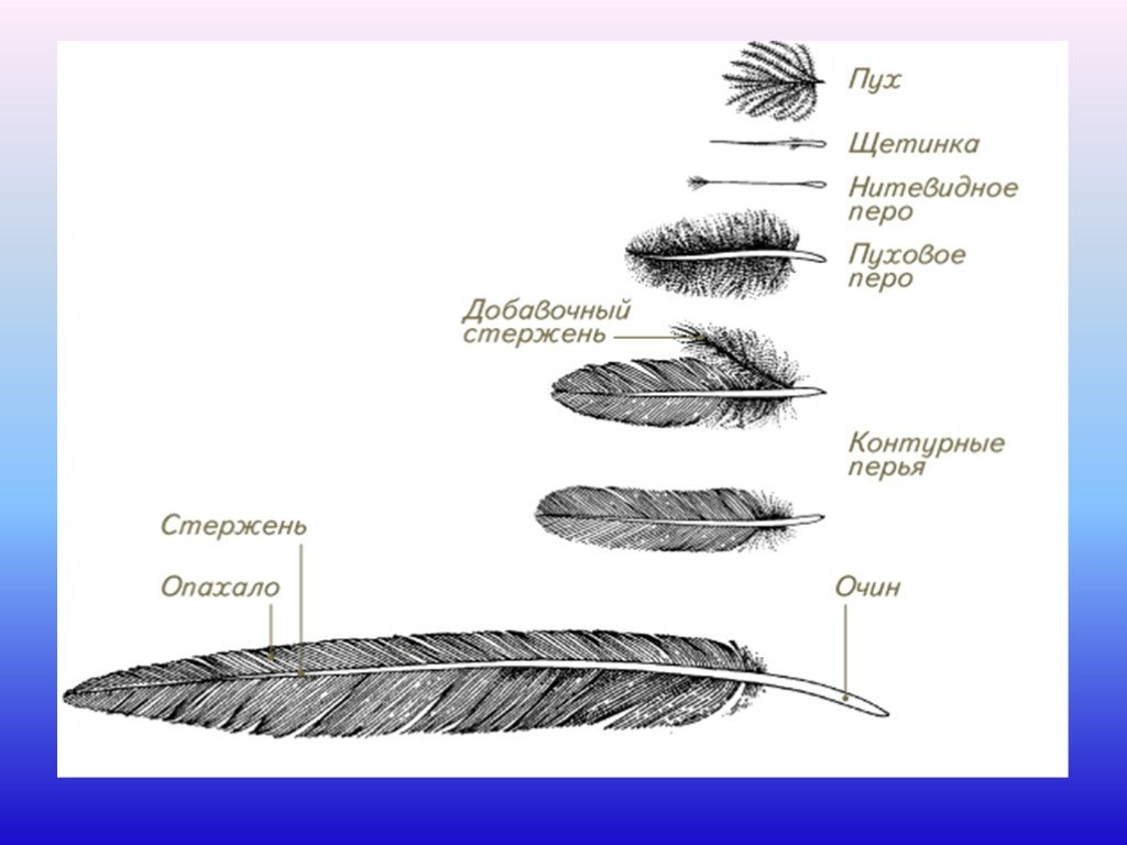 Сходства и различия контурного и пухового пера