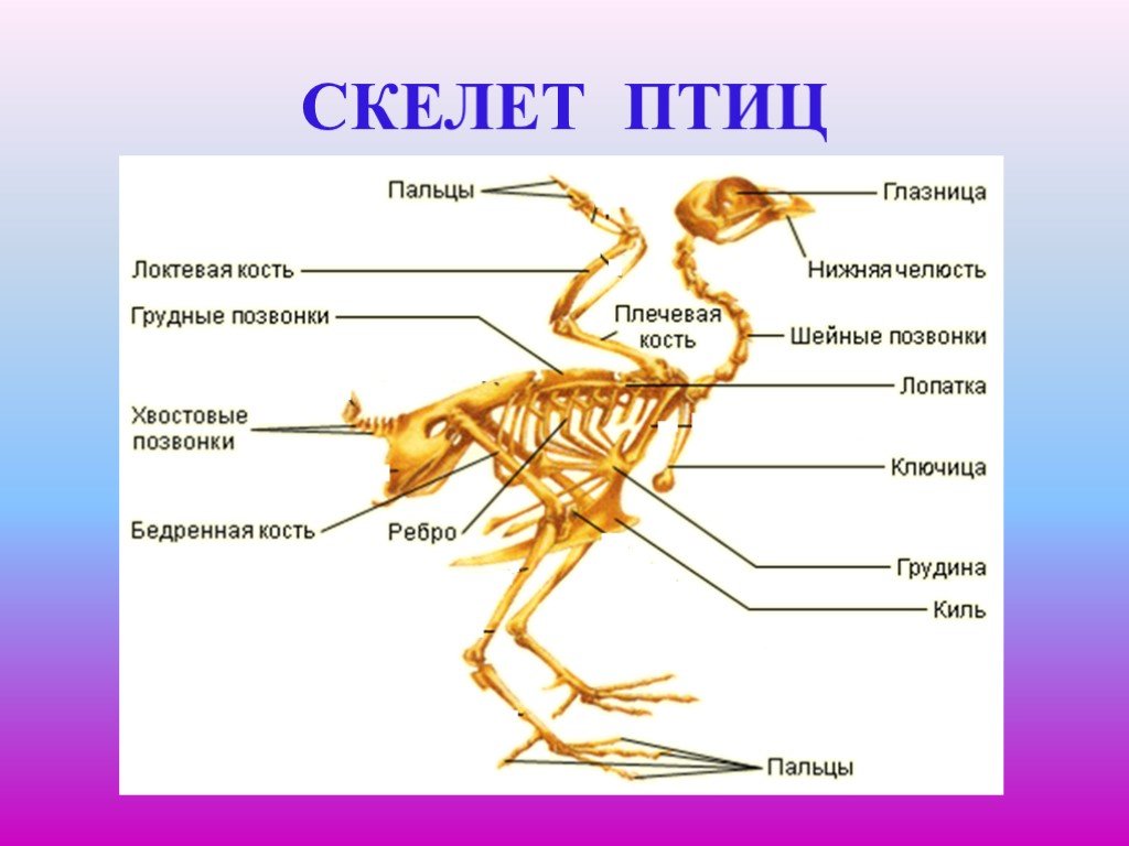 Скелет грудной клетки птицы. Скелет птицы биология 7 класс. Строение скелета воробья. Осевой скелет птиц. Строение скелета птицы.