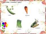 У какого овоща съедобный корень? спаржа морковь кукуруза