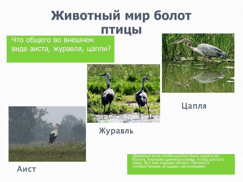 Приспособленность болот. Обитатели болота. Животные болот. Приспособления животных в болоте. Животный мир в болоте.