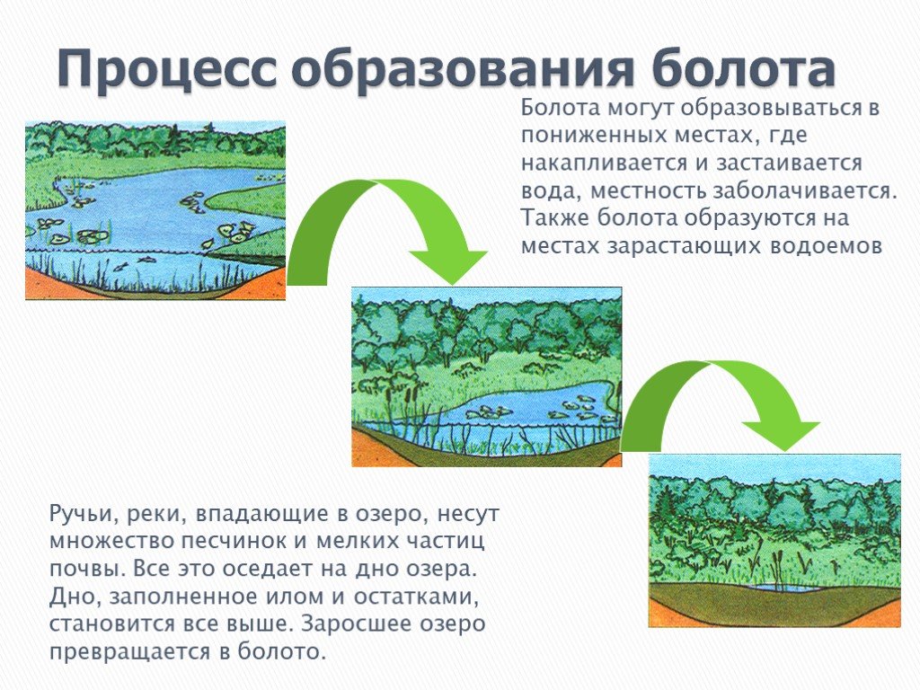 Режимы болот. Образование болота схема. Как образуются болота. Процесс образования болот. Процесс зарастания водоема.