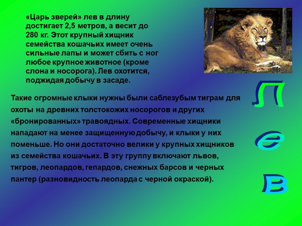 Царь зверей том 2. Сообщение про Льва животного. Лев краткая характеристика. Лев характеристика животного. Презентация Дикие кошки.