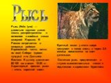 Рысь. Рысь (Felis lynx) — довольно крупная дикая кошка, распространенна в основном в хвойных лесах северной Евразии. В России встречается в северных районах Европейской части, почти по всей Сибири (кроме тундры) и на Дальнем Востоке. В длину достигает 80-100 см и весит 10-20 кг. Характерный признак 