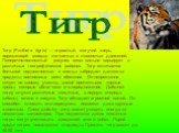 Тигр (Panthera tigris) — огромный, могучий зверь, поражающий мощью, легкостью и ловкостью движений. Поперечно-полосатый рисунок меха сильно варьирует в различных географических районах. Тигр отличается большой подвижностью и иногда забредает далеко за пределы постоянных мест обитания. Он непрестанно