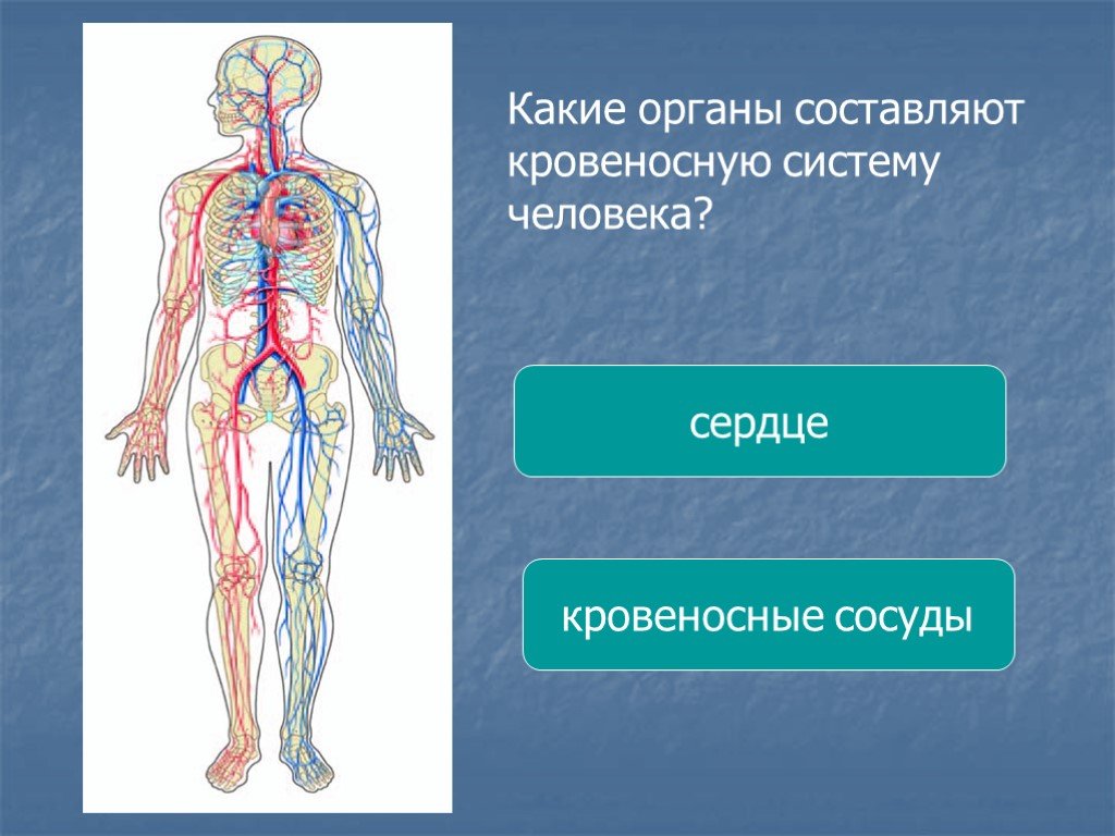 Укажите название органа кровеносной системы человека. Кровеносная система человека. Органы кровеносной системы. Кровенгсную система человека. Органы кровеносьной системычеловека.