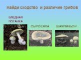БЛЕДНАЯ ПОГАНКА СЫРОЕЖКА ШАМПИНЬОН. Найди сходство и различие грибов