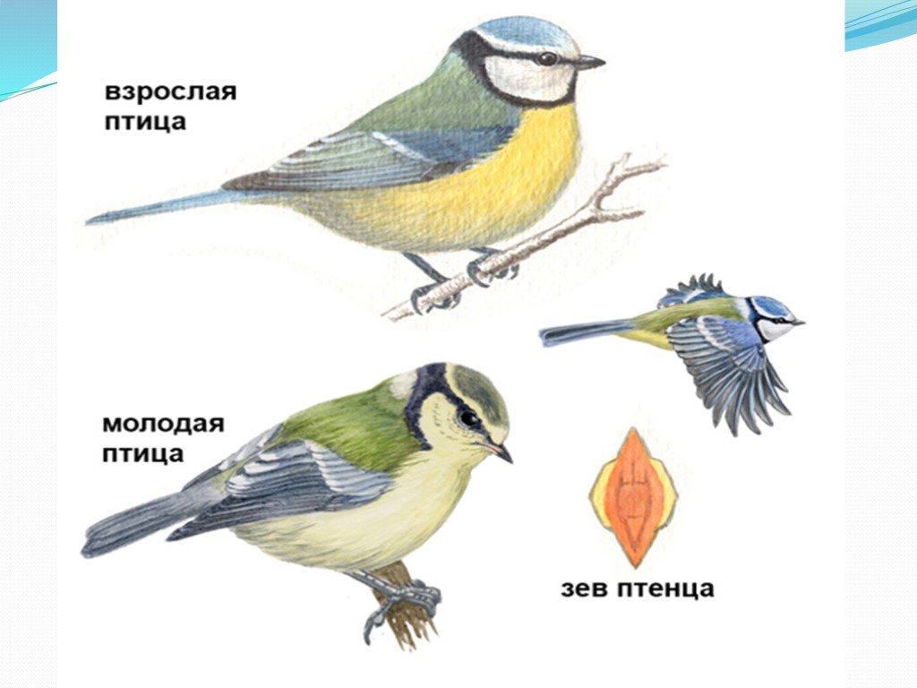 Синица длина. Лазоревка синица самка. Лазоревка и синица отличие. Лазоревка птица самец и самка. Лазоревка зимующая птица.