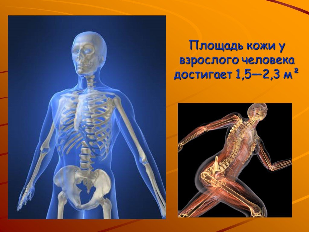 Защитный организм. Защита организма презентация. Кожа человека надежная защита организма. Тело человека покрыто кожей.