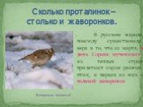 Сколько проталинок – столько и жаворонков. . В русском народе повсюду существовала вера в то, что 22 марта, в день Сорока мучеников, из теплых стран прилетают сорок разных птиц, и первая из них – полевой жаворонок. Жаворонок хохлатый