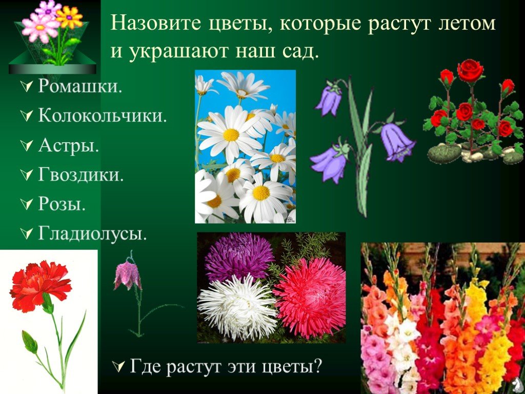 Назвать цветов. Цветы которые растут летом. Название цветов которые растут. Растения которые украшают. Культурные цветы и их названия.