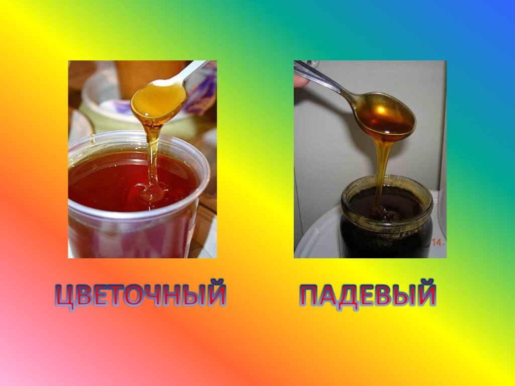 Что такое падевый мед. Цветочный и падевый мед. Падевый мёд. Цветочный мед и падевый мед. Падевый мед цвет.
