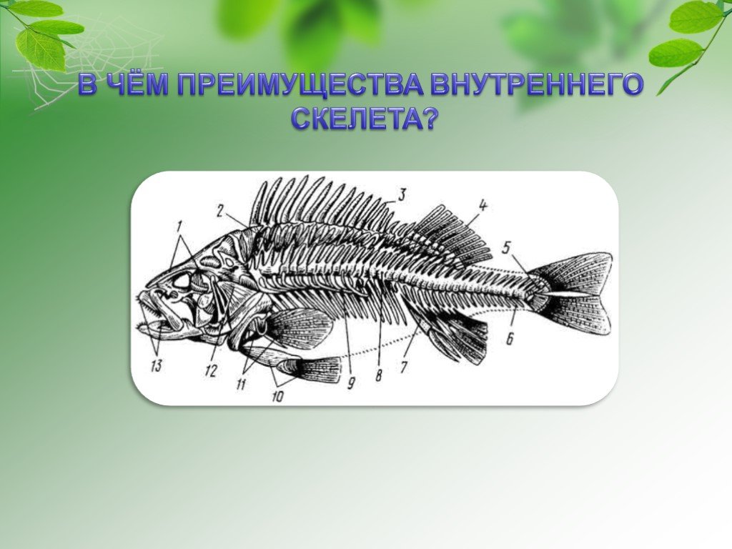 Скелет рыб 7 класс. Скелет рыбы биология 7 класс. Преимущества внутреннего скелета рыб. Преимущества внутреннего скелета. Определить преимущества внутреннего скелета рыб.