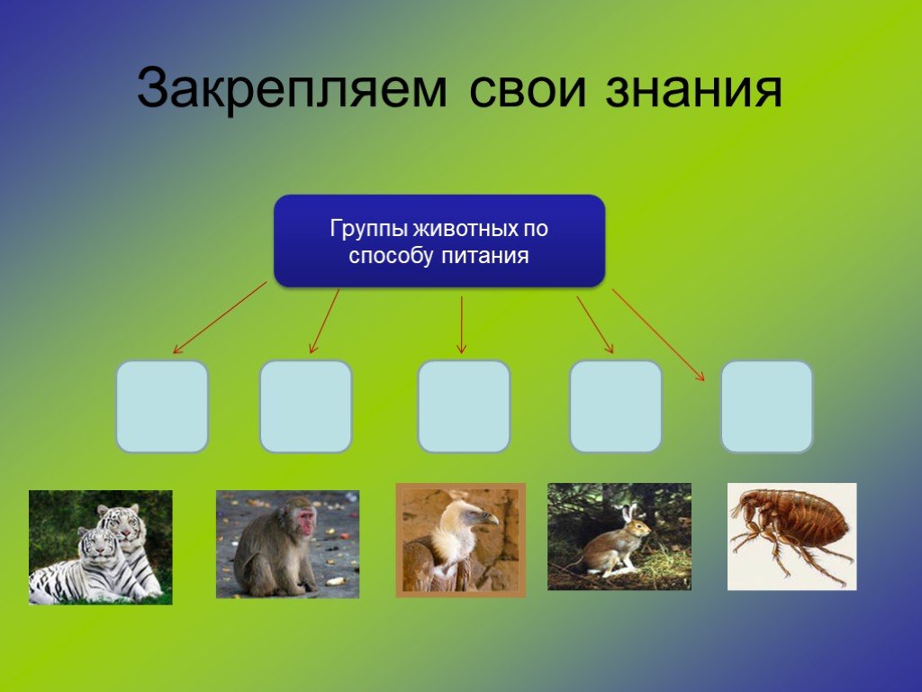 3 группы животных по способу питания