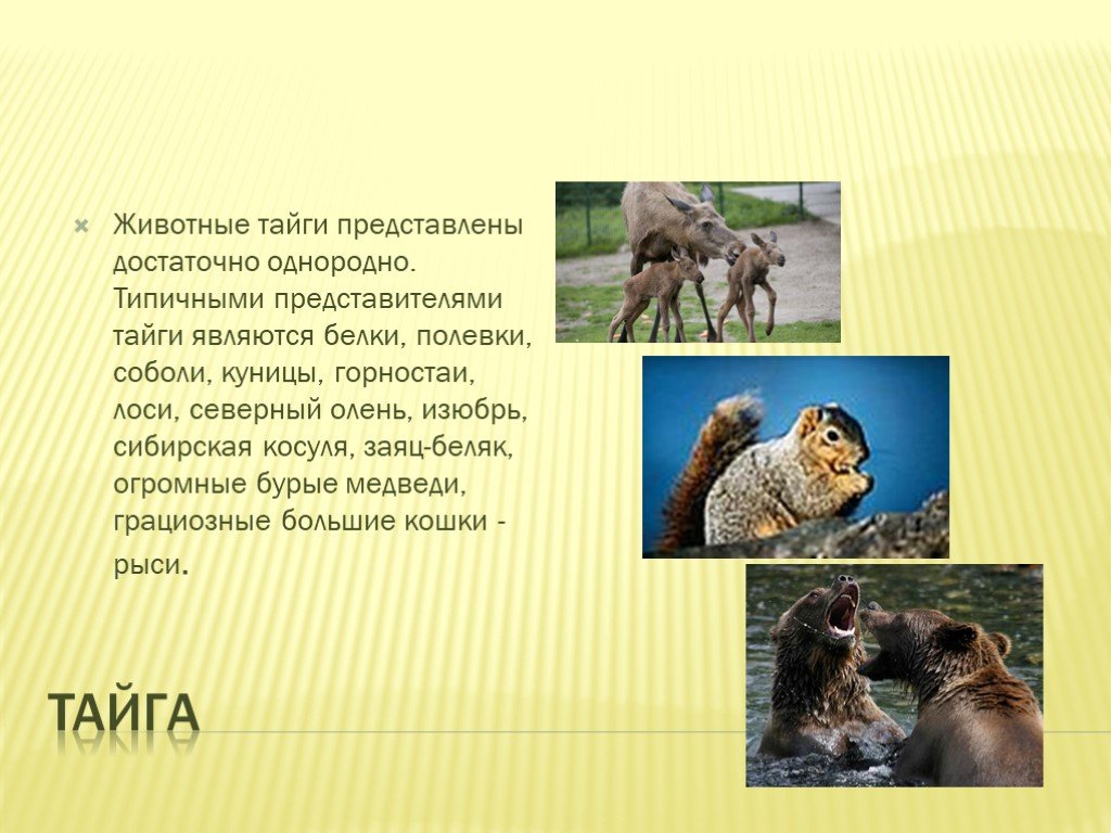 Представители животного тайги. Презентация Дикие животные России. Типичные животные тайги. Типичный представитель животных зоны тайги являются.