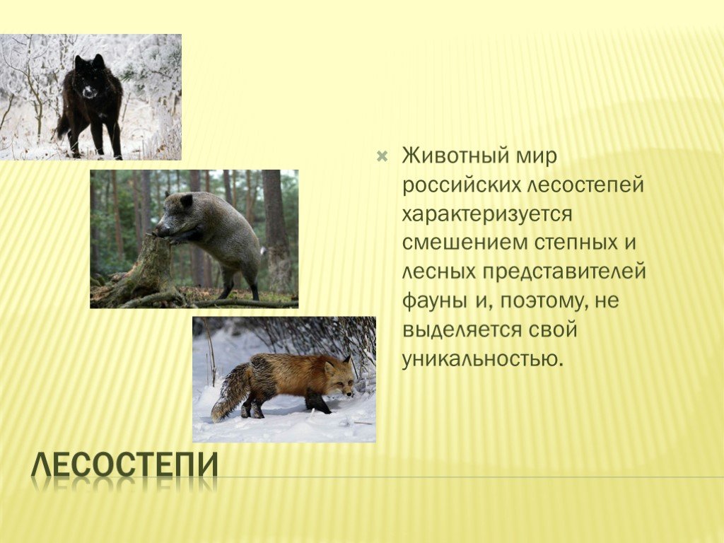 Какие животные обитают в лесостепях и степях. Животные лесостепи. Животный мир лесостепи в России. Животный мир лесостепи и степи. Какие животные обитают в лесостепи.
